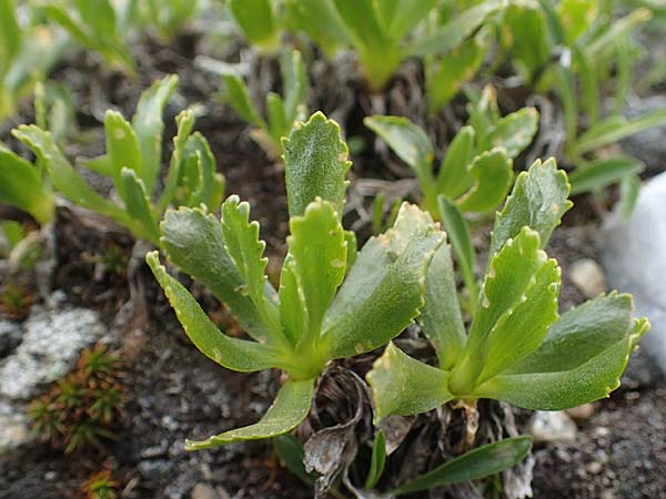 Primula glutinosa \ Klebrige Primel / Sticky Primrose, A Seckauer Tauern, Brandstätter Törl 1.7.2021