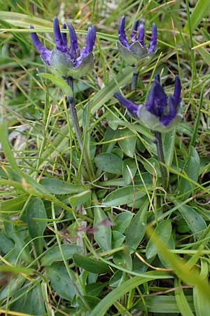 Phyteuma globulariifolium subsp. globulariifolium \ Armbltige Rapunzel, A Wölzer Tauern, Hoher Zinken 24.7.2021