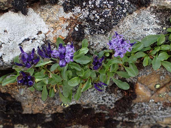 Phyteuma globulariifolium subsp. globulariifolium \ Armbltige Rapunzel / Globularia-Leaved Rampion, A Niedere Tauern, Sölk-Pass 26.7.2021