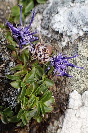 Phyteuma globulariifolium subsp. globulariifolium / Globularia-Leaved Rampion, A Niedere Tauern, Sölk-Pass 26.7.2021