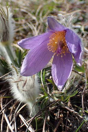 Pulsatilla grandis \ Groe Kuhschelle, A Perchtoldsdorf 3.4.2023