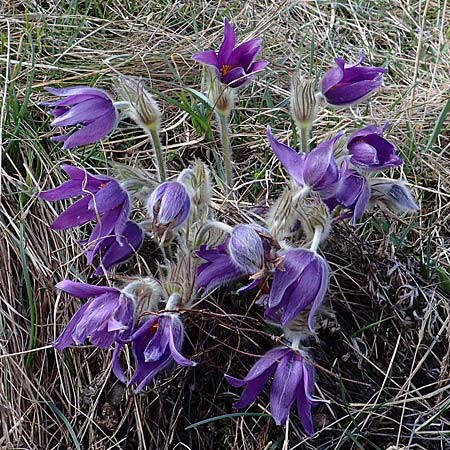 Pulsatilla grandis \ Groe Kuhschelle, A Perchtoldsdorf 3.4.2023