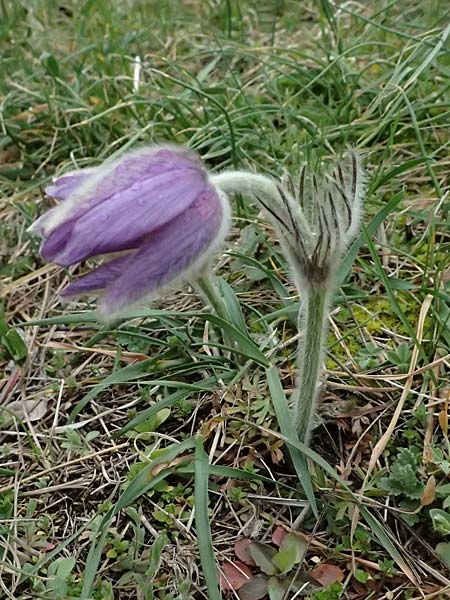 Pulsatilla grandis \ Groe Kuhschelle, A Perchtoldsdorf 7.3.2024