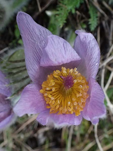 Pulsatilla grandis \ Groe Kuhschelle, A Perchtoldsdorf 7.3.2024