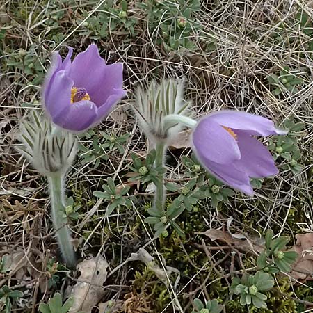 Pulsatilla grandis \ Groe Kuhschelle, A Siegendorf 7.3.2024