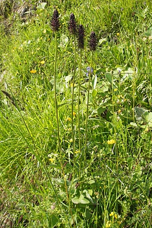 Phyteuma ovatum \ Hallers Teufelskralle / Dark Rampion, A Kärnten/Carinthia, Hochobir 1.7.2010