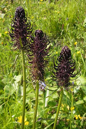 Phyteuma ovatum \ Hallers Teufelskralle / Dark Rampion, A Kärnten/Carinthia, Hochobir 1.7.2010