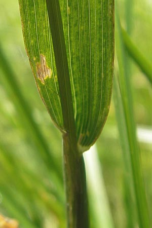 Phleum rhaeticum \ Rtisches Alpen-Lieschgras, A Malta - Tal 19.7.2010