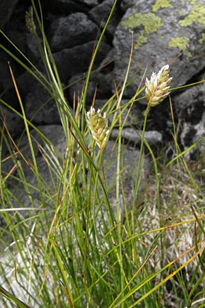 Oreochloa disticha \ Zweizeiliges Kopfgras, A Malta - Tal 19.7.2010