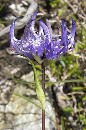 Phyteuma hemisphaericum \ Halbkugelige Teufelskralle / Horned Rampion, A Malta - Tal / Valley 19.7.2010