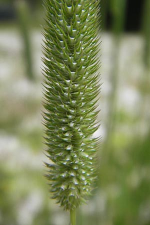 Phleum pratense \ Wiesen-Lieschgras, A Dachstein 20.7.2010