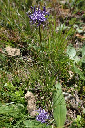 Phyteuma hemisphaericum \ Halbkugelige Teufelskralle / Horned Rampion, A Nockalmstraße Windebensee 10.7.2019