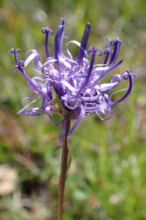 Phyteuma hemisphaericum \ Halbkugelige Teufelskralle / Horned Rampion, A Nockalmstraße Windebensee 10.7.2019