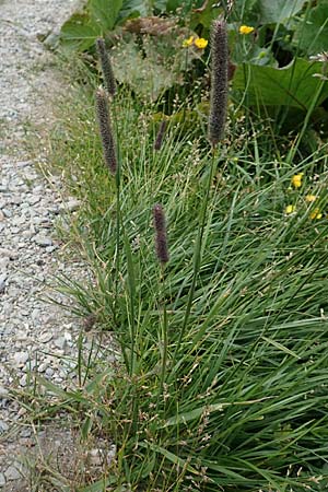 Phleum rhaeticum \ Rtisches Alpen-Lieschgras / Rhaetian Cat's-Tail, A Osttirol, Porze 13.7.2019