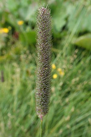 Phleum rhaeticum \ Rtisches Alpen-Lieschgras, A Osttirol, Porze 13.7.2019