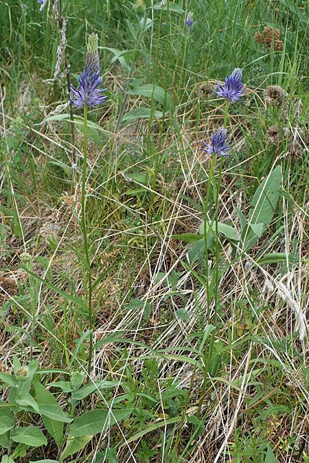 Phyteuma zahlbruckneri \ Zahlbruckners Teufelskralle, A Pusterwald, Eiskar 29.6.2021