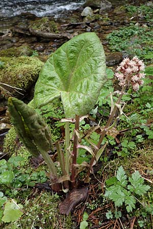 Petasites hybridus \ Gewhnliche Pestwurz / Butterbur, A Türnitz 6.5.2022