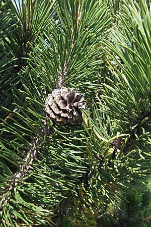 Pinus mugo \ Legfhre, Latschen-Kiefer / Dwarf Mountain Pine, A Kärnten/Carinthia, Petzen 21.7.2007