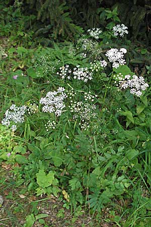 Pimpinella major \ Groe Bibernelle, A Kärnten, Petzen 21.7.2007