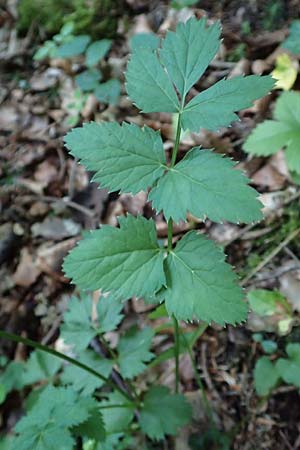 Pimpinella major \ Groe Bibernelle, A Steiermark, Pernegg-Mixnitz 4.7.2019