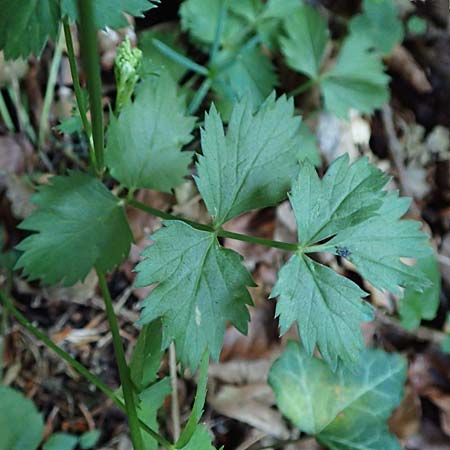 Pimpinella major \ Groe Bibernelle / Greater Burnet Saxifrage, A Steiermark, Pernegg-Mixnitz 4.7.2019