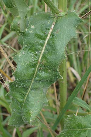 Picris hieracioides \ Gemeines Bitterkraut / Hawkweed Ox-Tongue, A Hainburg 25.9.2022