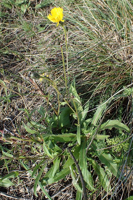 Picris hieracioides \ Gemeines Bitterkraut / Hawkweed Ox-Tongue, A Seewinkel, Apetlon 26.9.2022