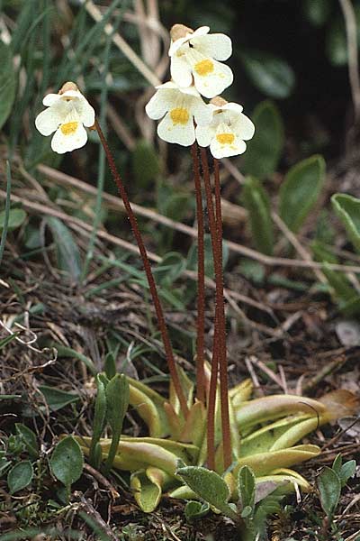 Pinguicula alpina / Alpine Butterwort, A Hahntennjoch 15.7.1987