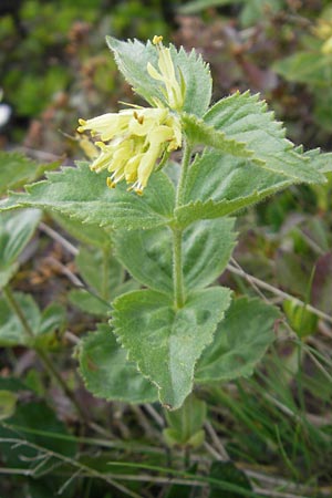 Paederota lutea \ Gelbes Mnderle / Yellow Veronica, A Kärnten/Carinthia, Petzen 2.7.2010