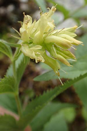 Paederota lutea \ Gelbes Mnderle, A Kärnten, Trögerner Klamm 18.5.2016