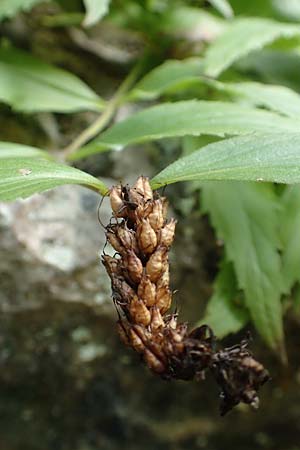 Paederota lutea \ Gelbes Mnderle, A Kärnten, Tscheppa - Schlucht 20.8.2016