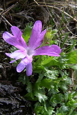 Primula minima \ Zwerg-Primel / Fairy Primrose, A Malta - Tal / Valley 7.6.2008