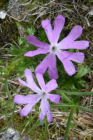 Primula minima \ Zwerg-Primel / Fairy Primrose, A Malta - Tal / Valley 7.6.2008