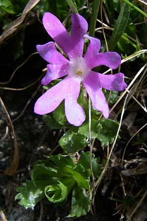 Primula minima \ Zwerg-Primel / Fairy Primrose, A Malta - Tal / Valley 7.6.2008