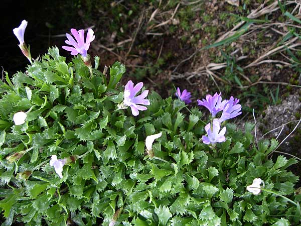 Primula minima \ Zwerg-Primel / Fairy Primrose, A Malta - Tal / Valley 7.6.2008