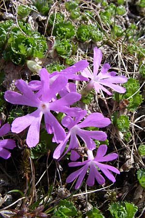 Primula minima \ Zwerg-Primel / Fairy Primrose, A Malta - Tal / Valley 7.6.2008