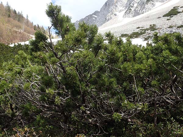 Pinus mugo \ Legfhre, Latschen-Kiefer, A Kärnten, Hochstuhl 17.5.2016