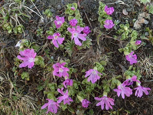 Primula minima \ Zwerg-Primel / Fairy Primrose, A Nockberge, Eisentaler Höhe 10.7.2019