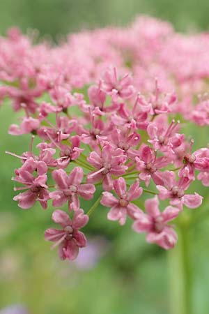 Pimpinella major \ Groe Bibernelle, A Schneealpe 30.6.2020