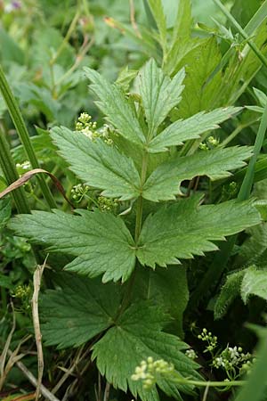 Pimpinella major \ Groe Bibernelle, A Schneealpe 30.6.2020