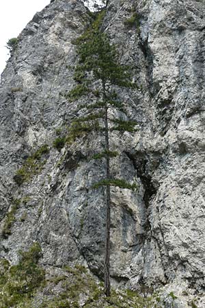 Pinus nigra \ Schwarz-Kiefer / Black Pine, Austrian Pine, A Kärnten/Carinthia, Trögerner Klamm 18.5.2016