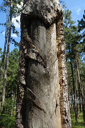 Pinus nigra \ Schwarz-Kiefer / Black Pine, Austrian Pine, A Weikersdorf am Steinfeld 2.7.2020