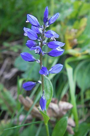 Polygala alpestris \ Voralpen-Kreuzblume, Berg-Kreuzblmchen / Alpine Milkwort, A Kärnten/Carinthia, Hochobir 1.7.2010