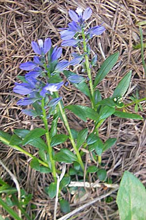 Polygala alpestris \ Voralpen-Kreuzblume, Berg-Kreuzblmchen / Alpine Milkwort, A Kärnten/Carinthia, Petzen 2.7.2010