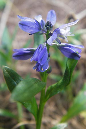 Polygala alpestris / Alpine Milkwort, A Carinthia, Petzen 2.7.2010