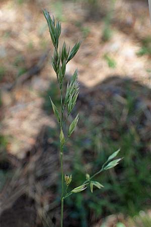 Festuca arundinacea \ Rohr-Schwingel / Tall Fescue, A Kraubath (Mur) 25.7.2021