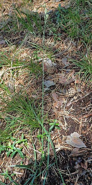 Festuca arundinacea \ Rohr-Schwingel / Tall Fescue, A Kraubath (Mur) 25.7.2021