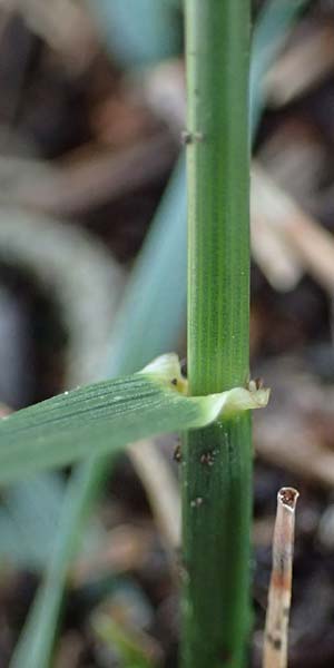 Festuca arundinacea \ Rohr-Schwingel / Tall Fescue, A Kraubath (Mur) 25.7.2021