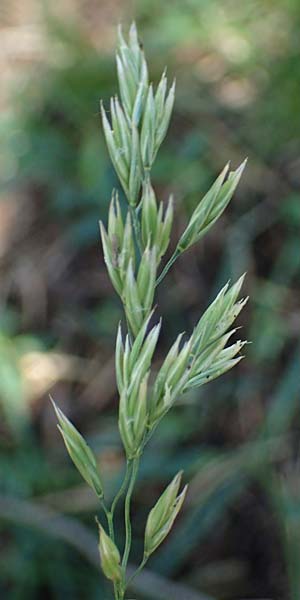 Festuca arundinacea \ Rohr-Schwingel / Tall Fescue, A Kraubath (Mur) 25.7.2021