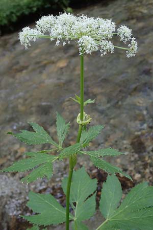 Peucedanum ostruthium / Masterwort, A Ingeringsee 27.7.2021